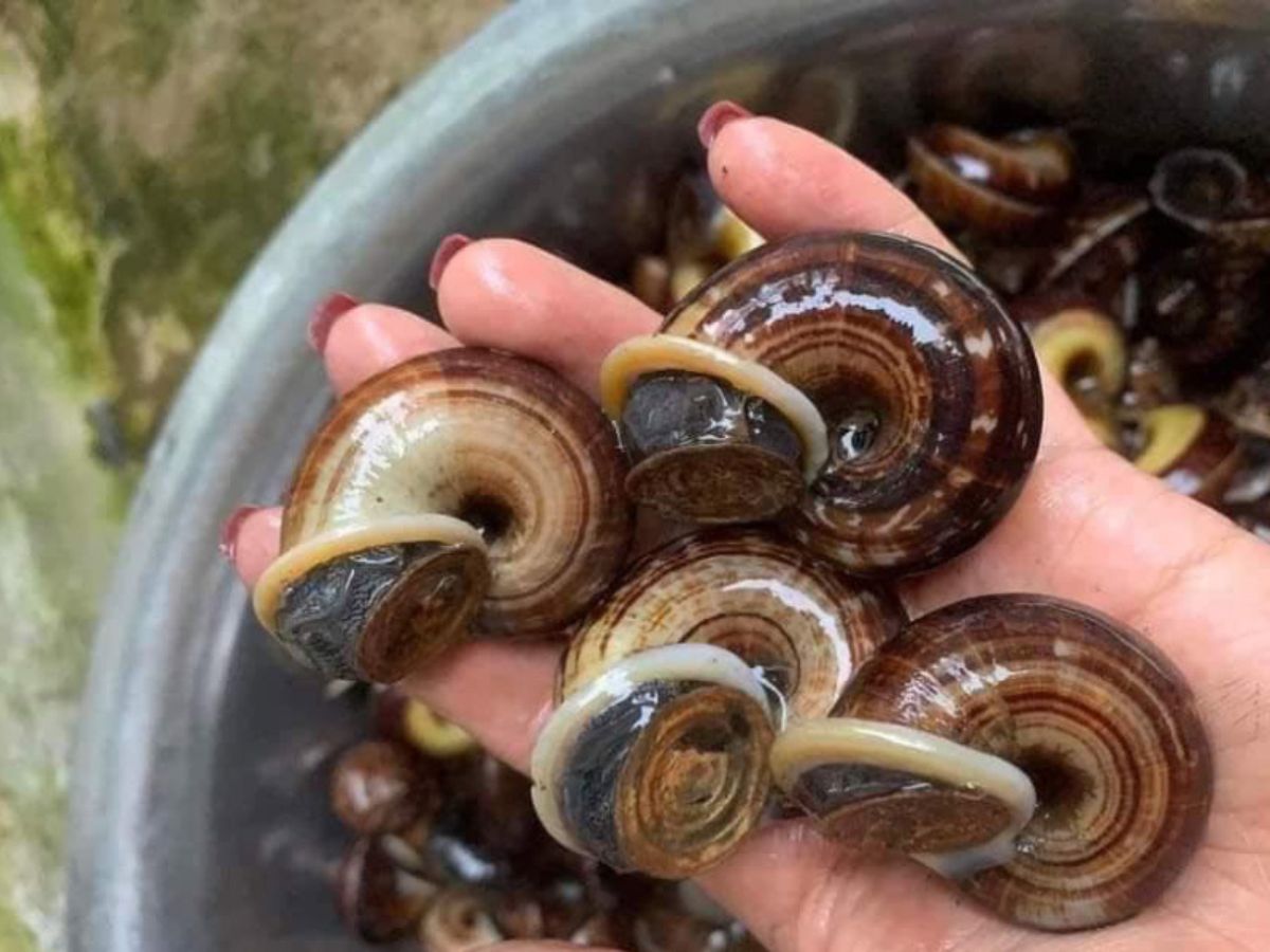 Ốc núi Tây ninh chỉ có tại khu vực núi Bà Đen là món đặc sản đáng thử khi đến nơi đây.